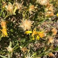 Greene's goldenbush thumbnail 2