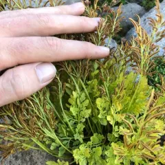 Cascade parsley fern thumbnail 2