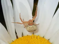 Three-banded Crab Spider thumbnail 3