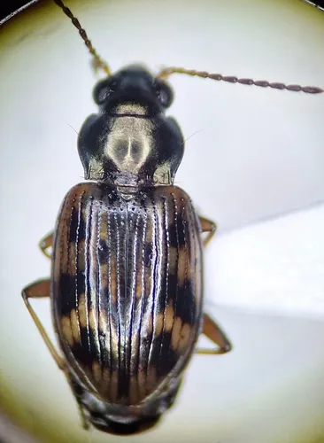 Bembidion intermedium
