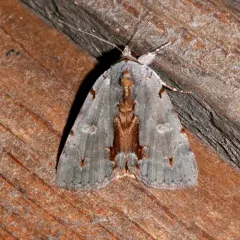 Woody Underwing thumbnail 2