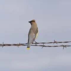 Cedar Waxwing thumbnail 2