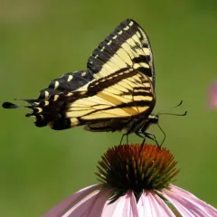 Eastern Tiger Swallowtail thumbnail 3