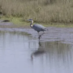 Great Blue Heron thumbnail 3