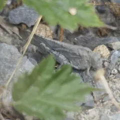 Carolina Grasshopper thumbnail 3
