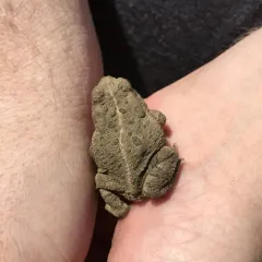 Woodhouse's Toad thumbnail 2