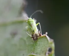 Common Green Capsid thumbnail 3