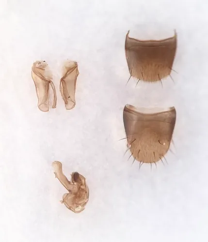 Philhygra jarmilae