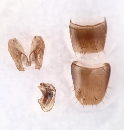 Philhygra pseudolaevicollis