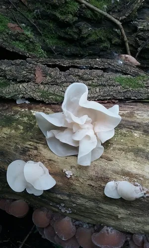 Auricularia fuscosuccinea