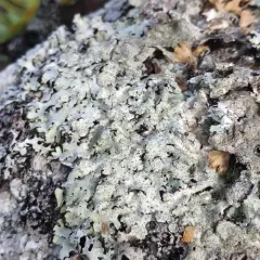 Salted Shield Lichen thumbnail 3