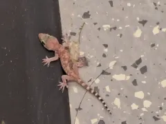 Mediterranean House Gecko thumbnail 3