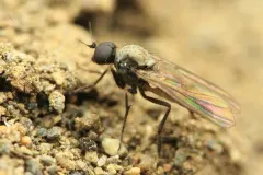 Schistostoma cirripes thumbnail 2