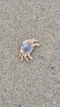Gulfweed Crab thumbnail 3