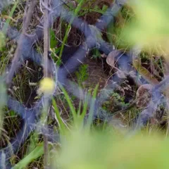 Coypu thumbnail 3