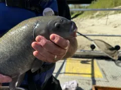 Black Buffalo thumbnail 4