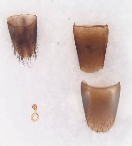 Oxypoda orbicollis