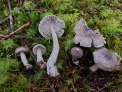 Tricholoma atrodiscus thumbnail 3