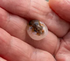 Northern Puffer thumbnail 4