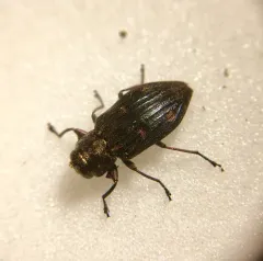Six-marked Jewel Beetle thumbnail 2