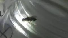 House Windowfly thumbnail 2