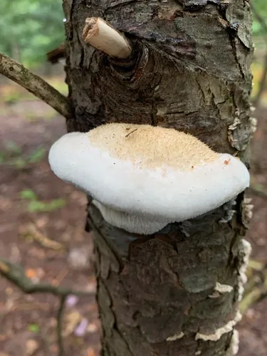 Cyanosporus comatus