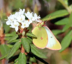 Pelidne Sulphur thumbnail 2