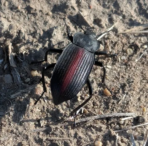 Red-backed Darkling Beetle
