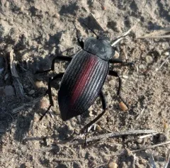 Red-backed Darkling Beetle thumbnail 1