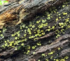 Chlorosplenium chlora thumbnail 2