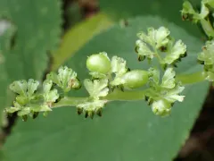 Dasineura involuta thumbnail 2