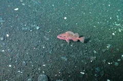 Black-spotted rockfish thumbnail 3