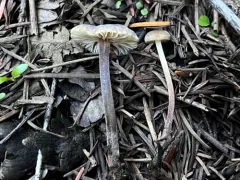 Rhizomarasmius undatus thumbnail 3