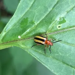 Three-lined Potato Beetle thumbnail 2