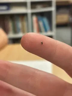 Minute Pirate Bug thumbnail 3