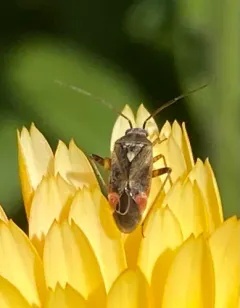 Red-spotted Aster Mirid thumbnail 2