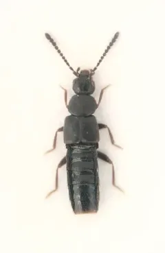 Atheta acadiensis thumbnail 2
