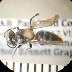 Tachysphex alpestris thumbnail 2