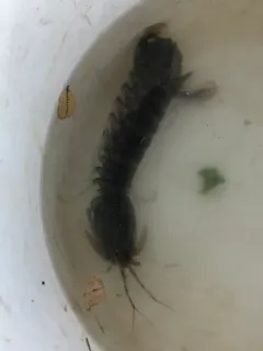 West Atlantic Mantis Shrimp thumbnail 3