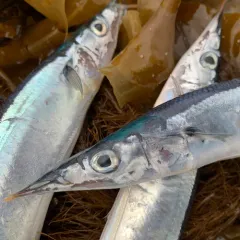 Atlantic Saury thumbnail 4