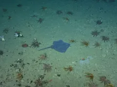 Roughtail Skate thumbnail 2