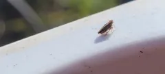 Stenocranus felti thumbnail 4