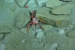 spiny king crab thumbnail 2