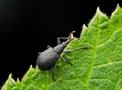 Oxystoma cerdo thumbnail 2