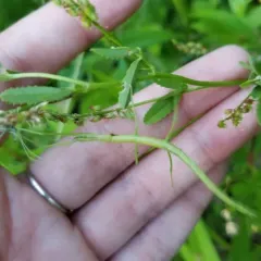 Blatchley Walkingstick thumbnail 2