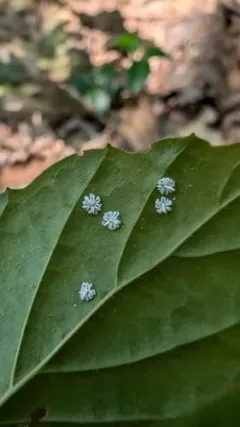 Trialeurodes pergandei thumbnail 2