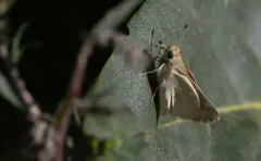 Yuma Skipper thumbnail 3