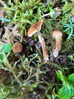 pine powdercap thumbnail 4