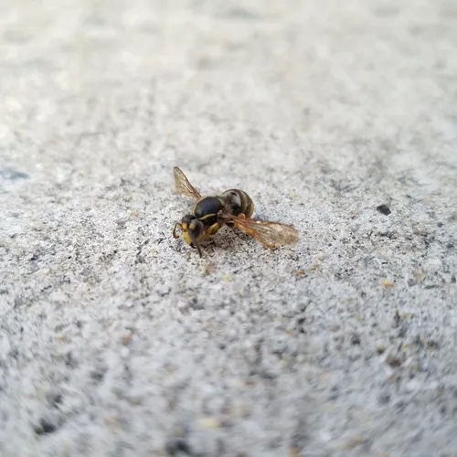 Common Aerial Yellowjacket