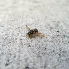 Common Aerial Yellowjacket thumbnail 1